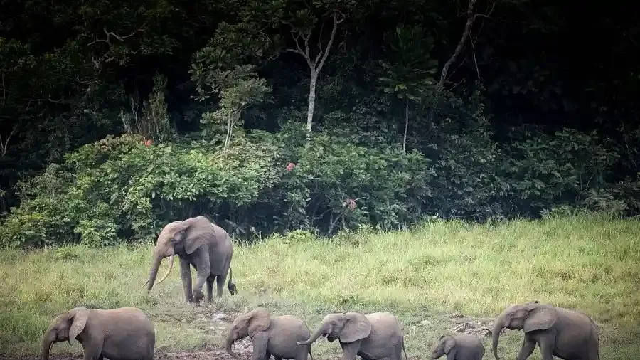 Éléphant dans la forêt du Gabon